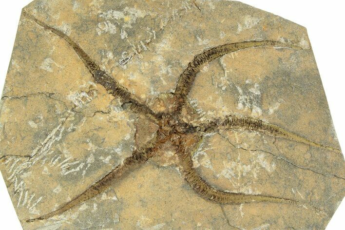 Detailed Ordovician Brittle Star (Ophiura) - Morocco #350480